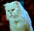 Bild på Snowbell
